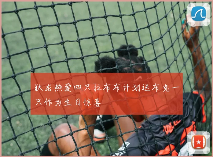 狄龙热爱四只拉布布计划送布克一只作为生日惊喜